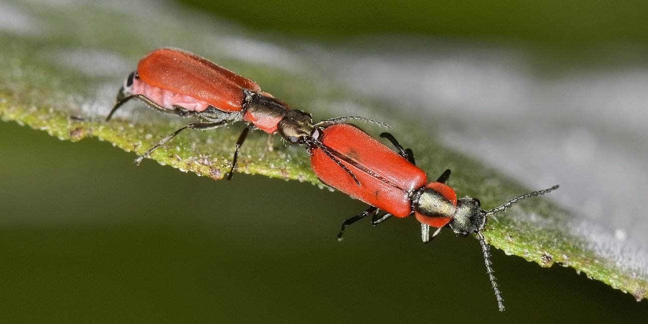 Malachiidae: Anthocomus rufus